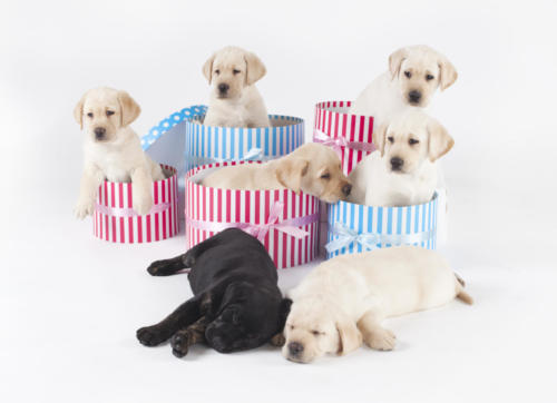 the perfect gift!     Guide Dogs Victoria